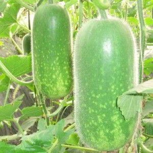 热门大瓜往期内容